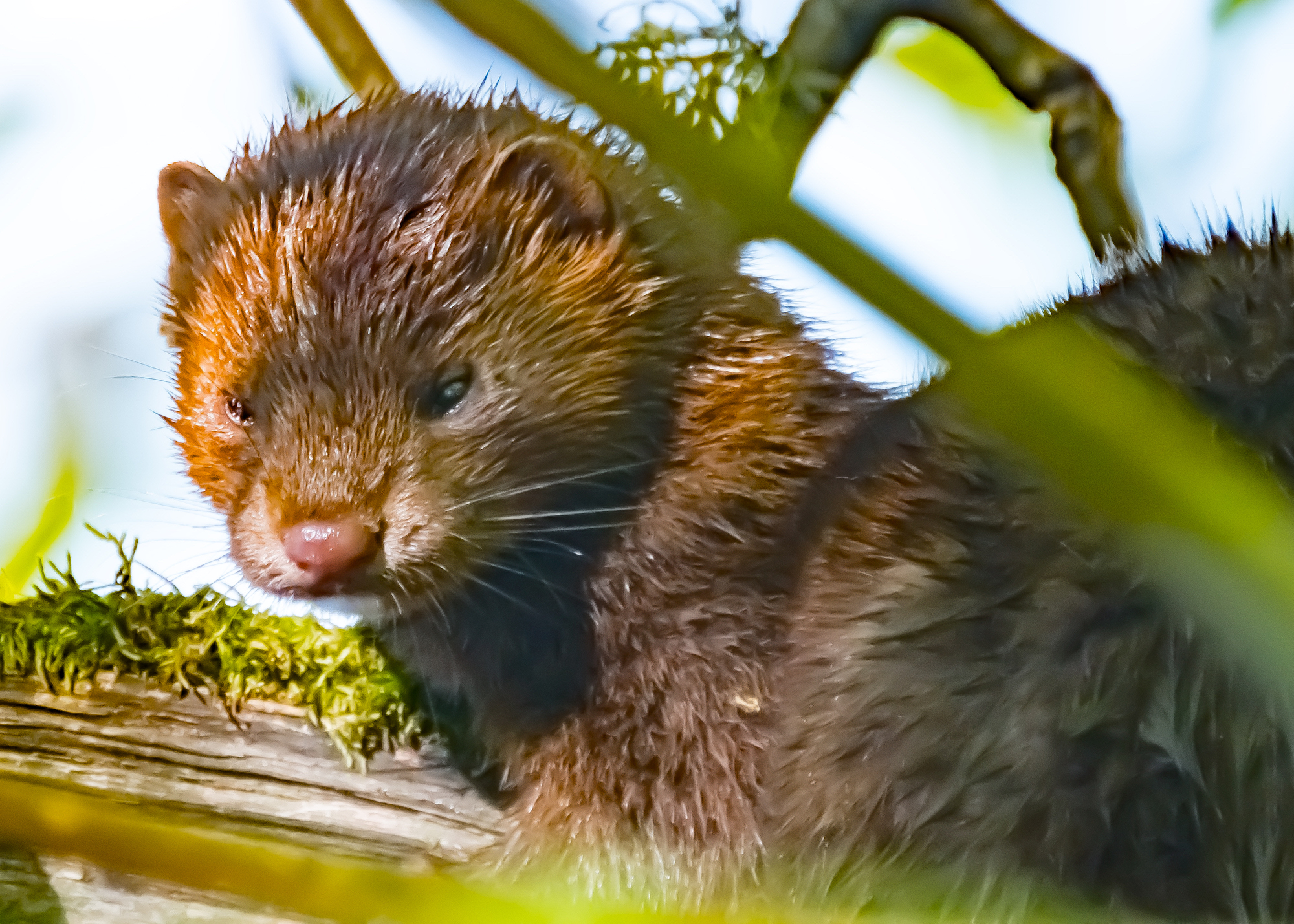 Mink