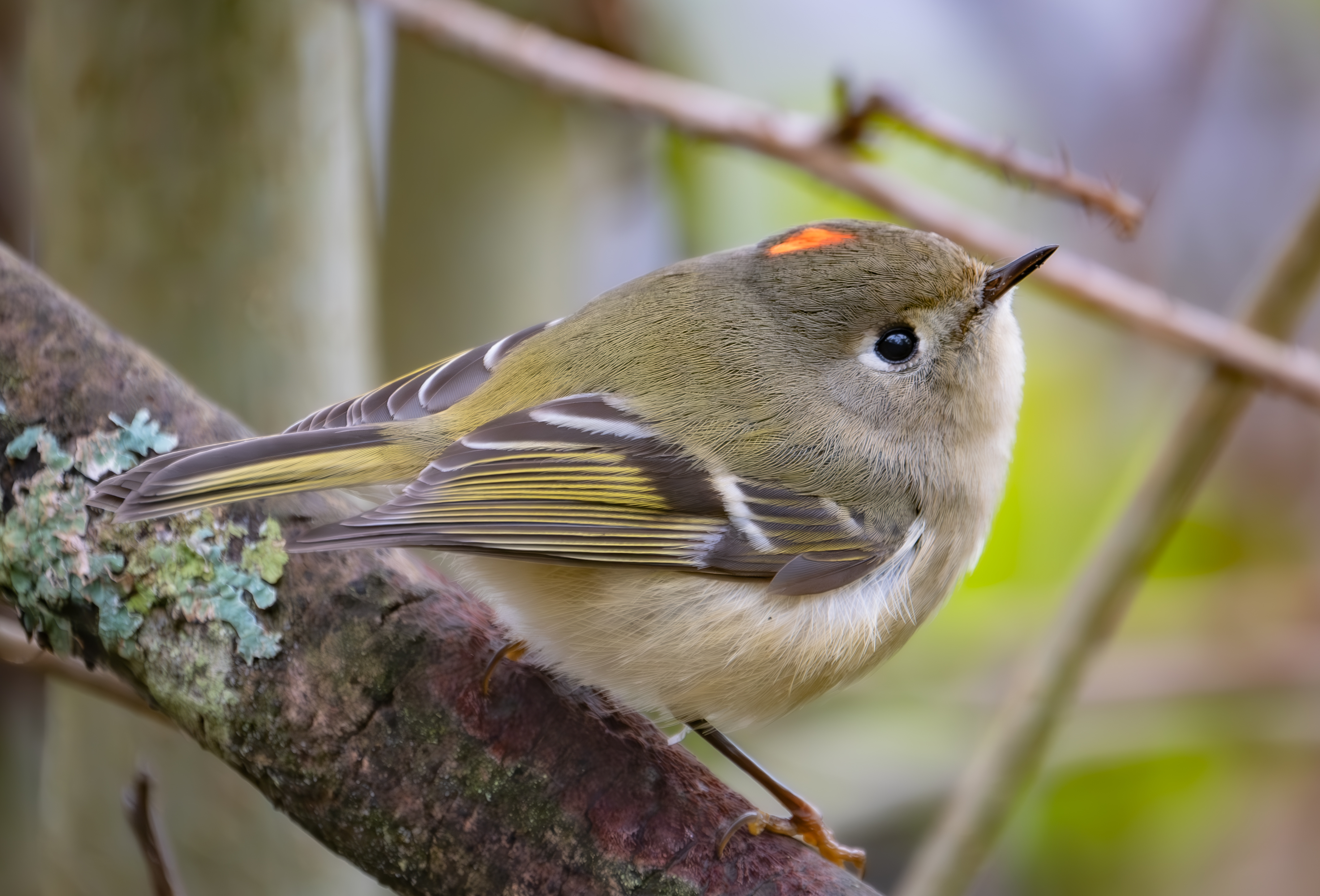 Ruby-Crowned Kinglets 
