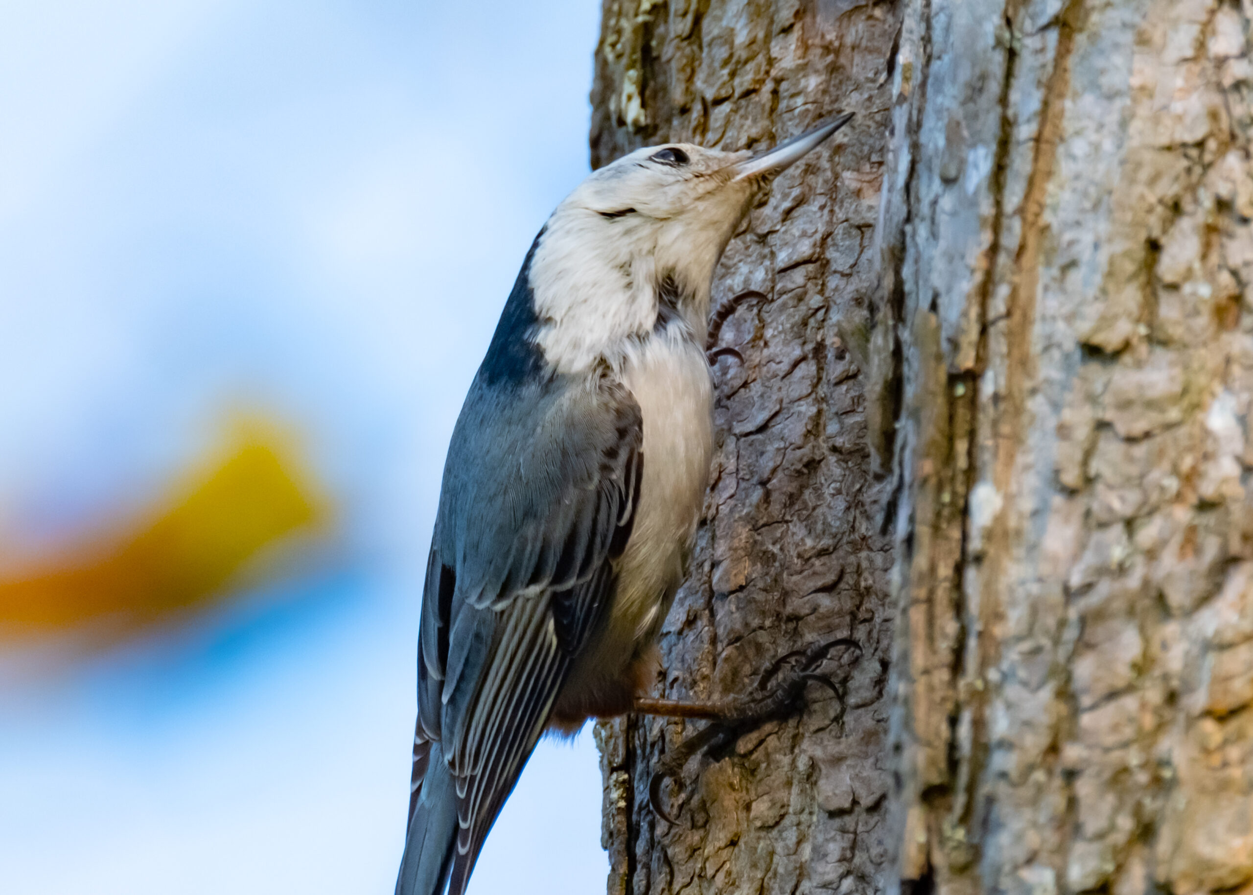 White Breasted Nut Hatches 