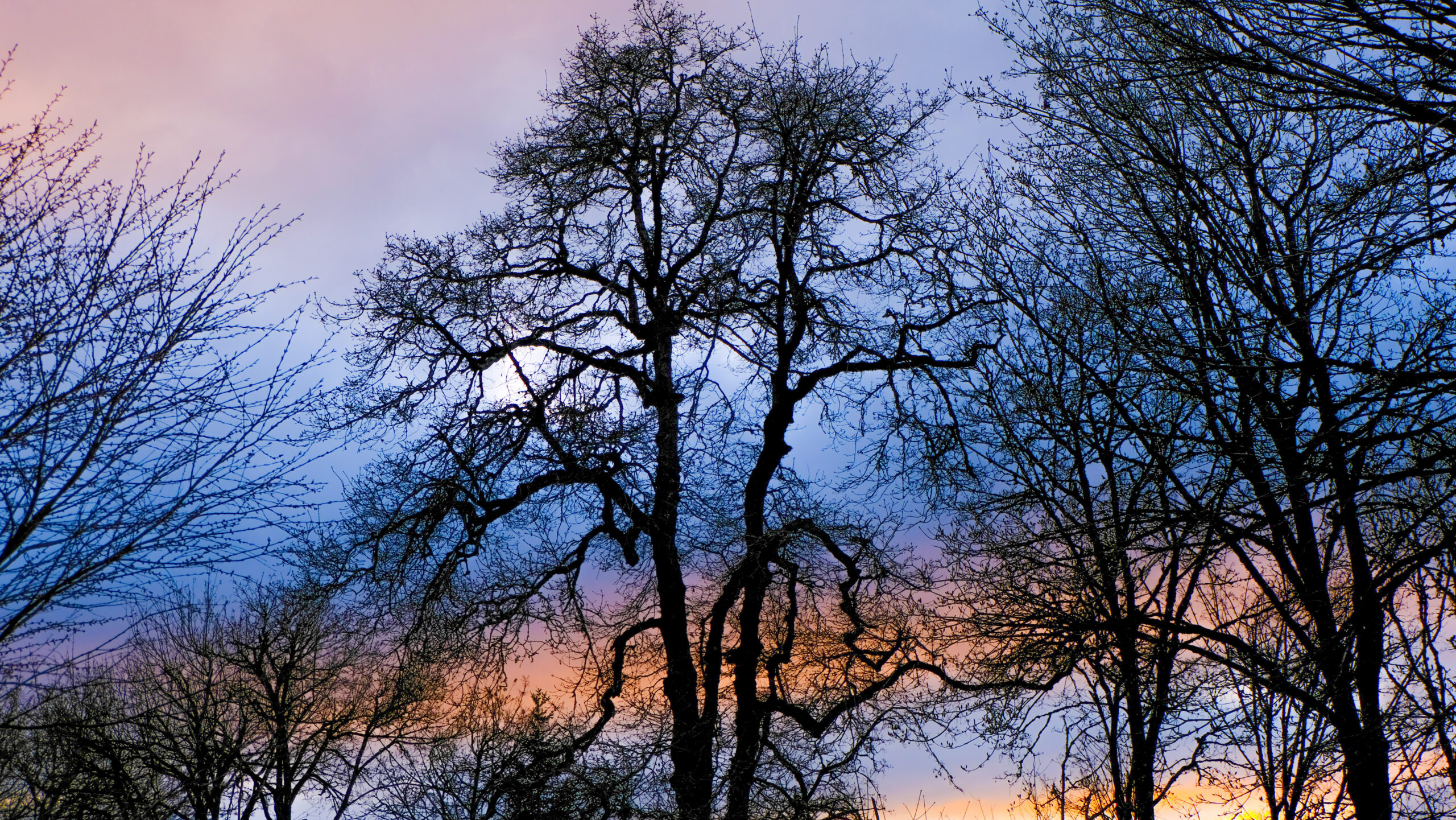 Oak Tree with Sky