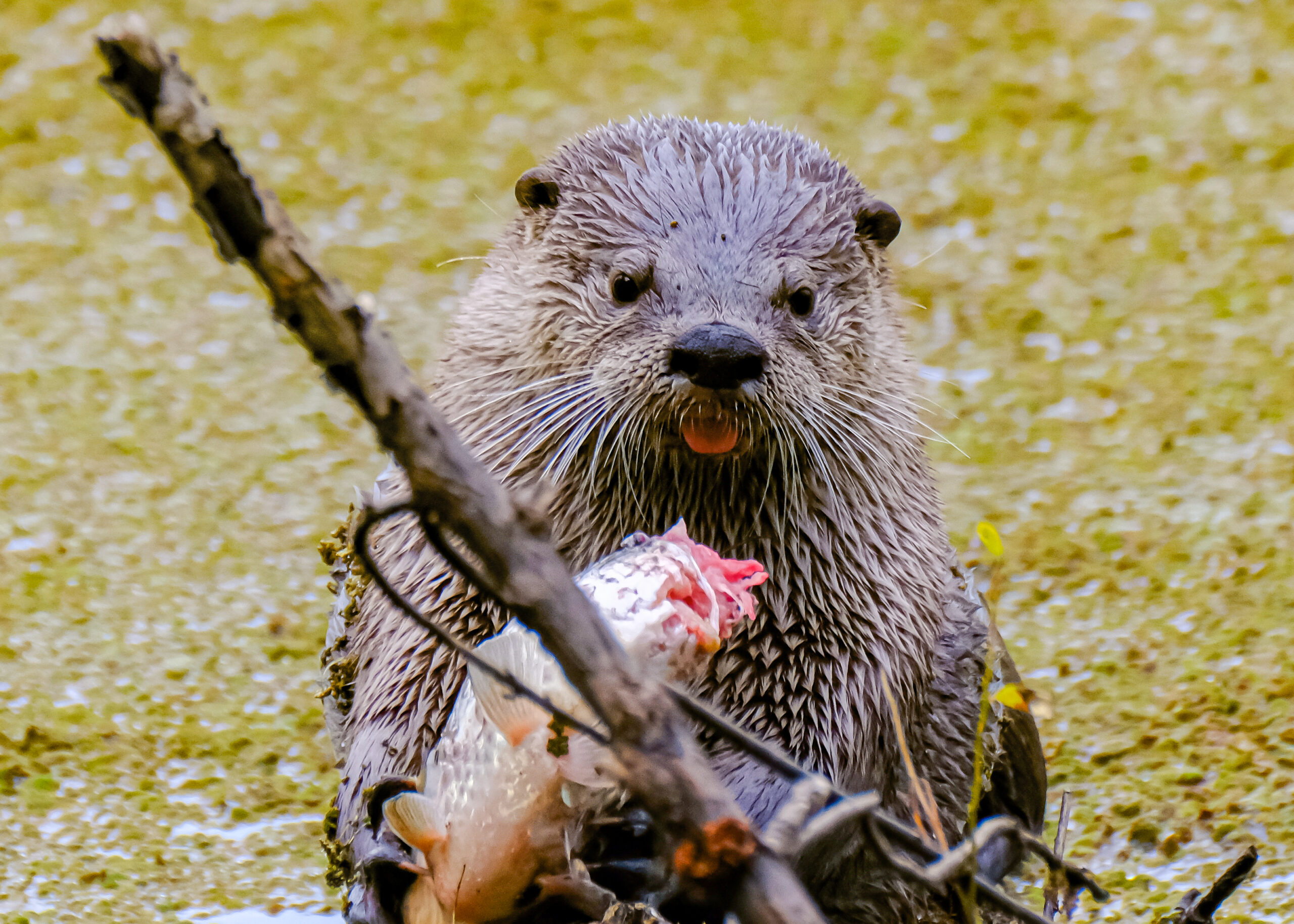 River Otter