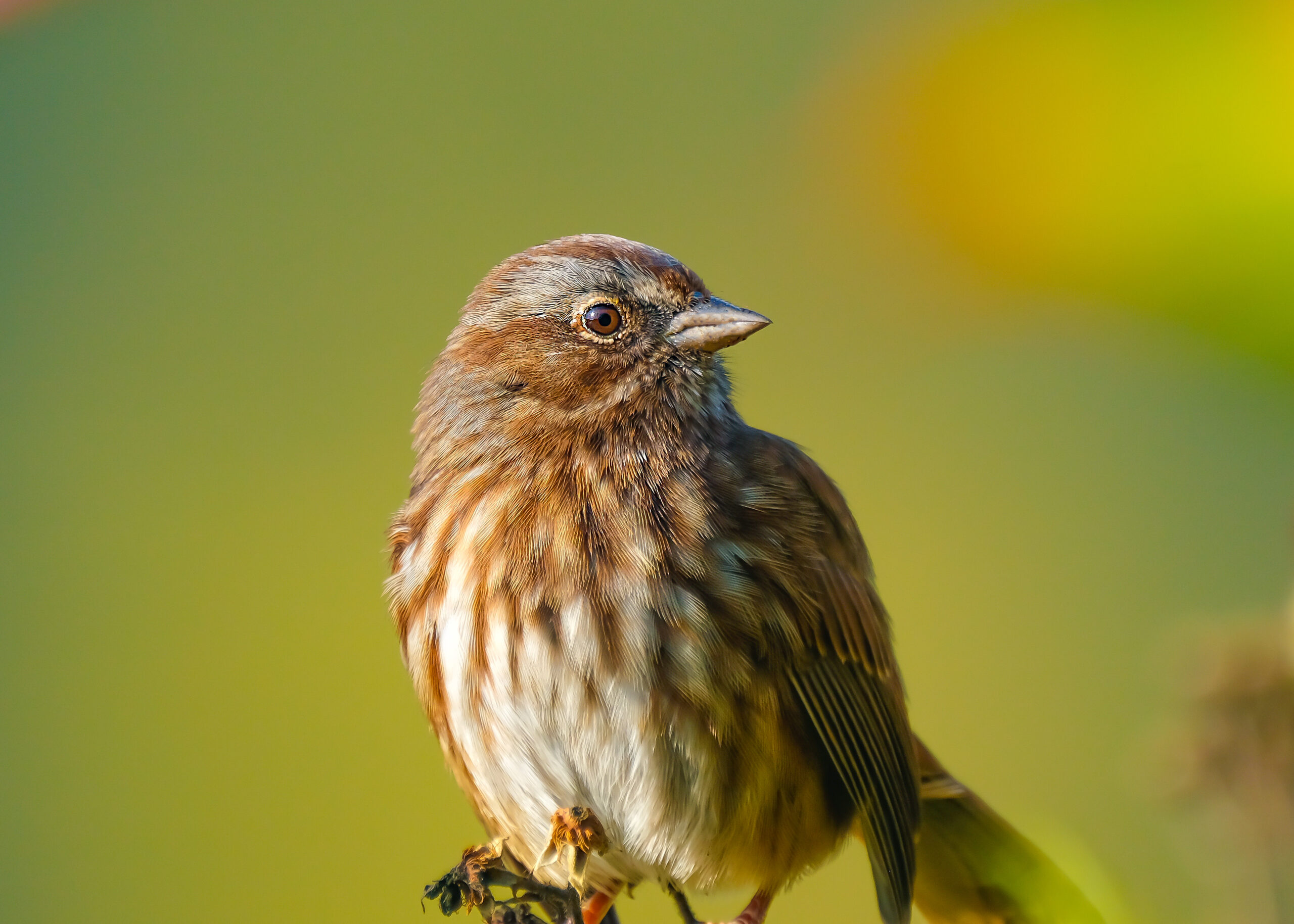Song Sparrows