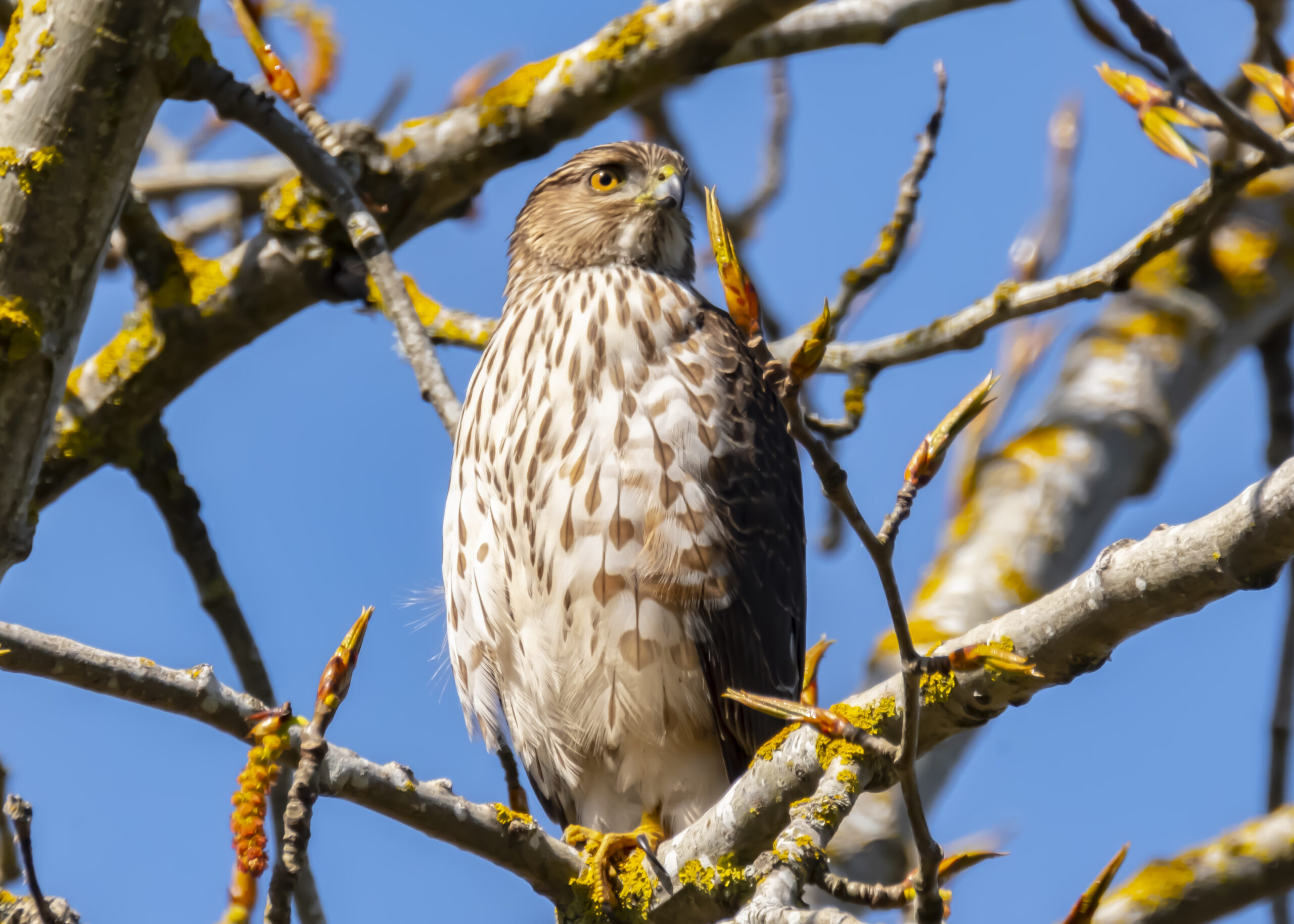 Cooper's Hawk
