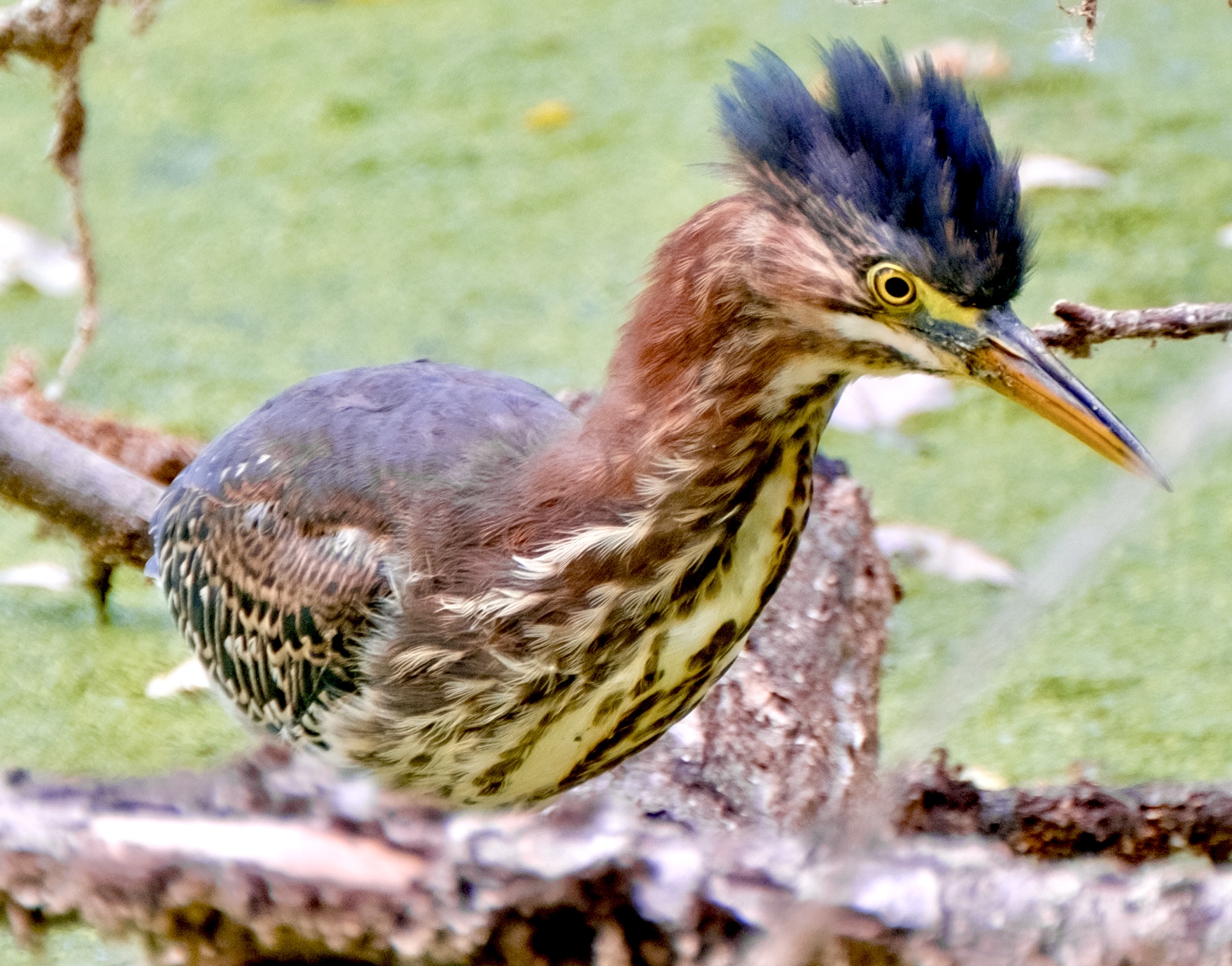 Green Heron