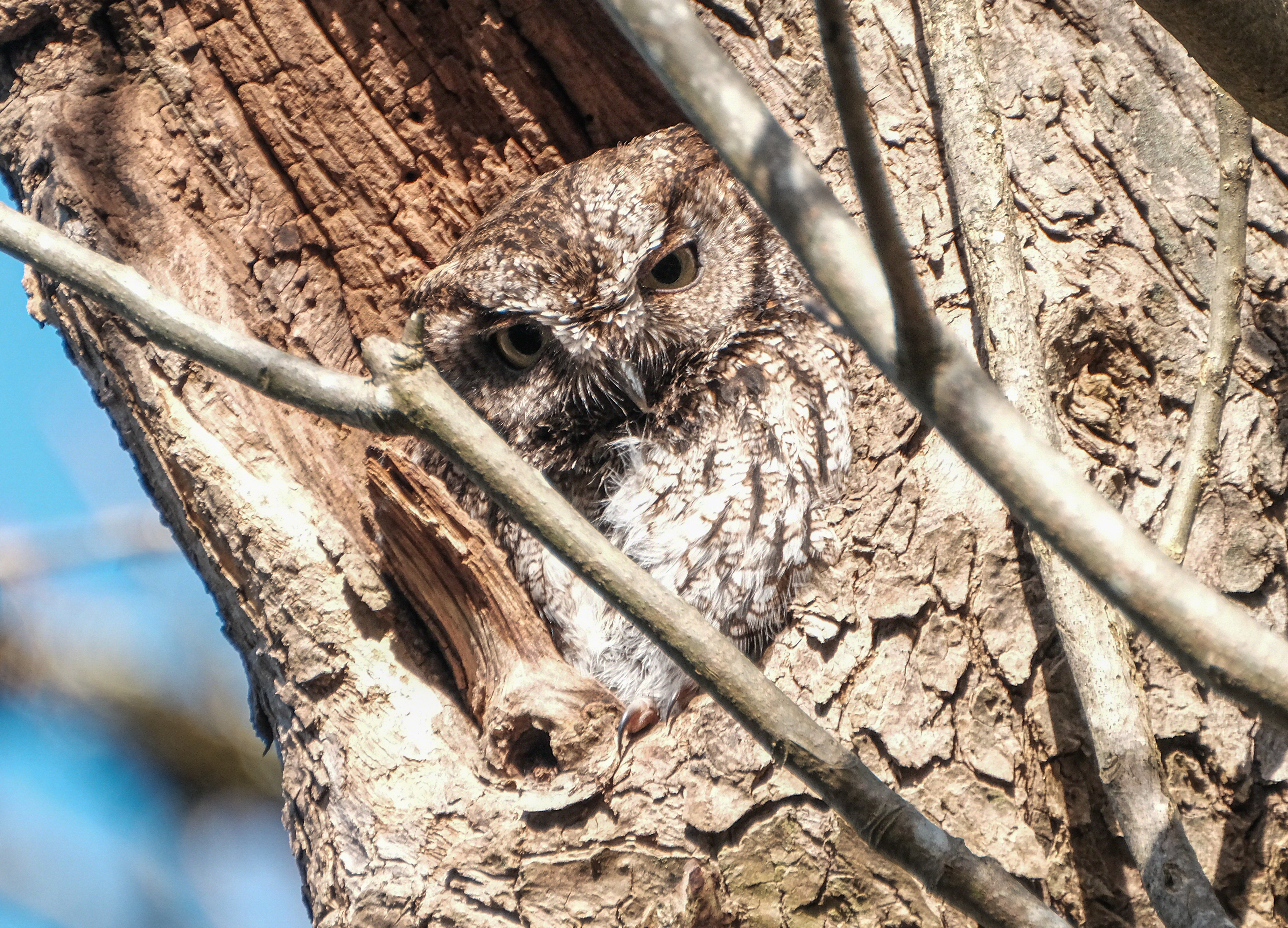 Western Screech-Owl