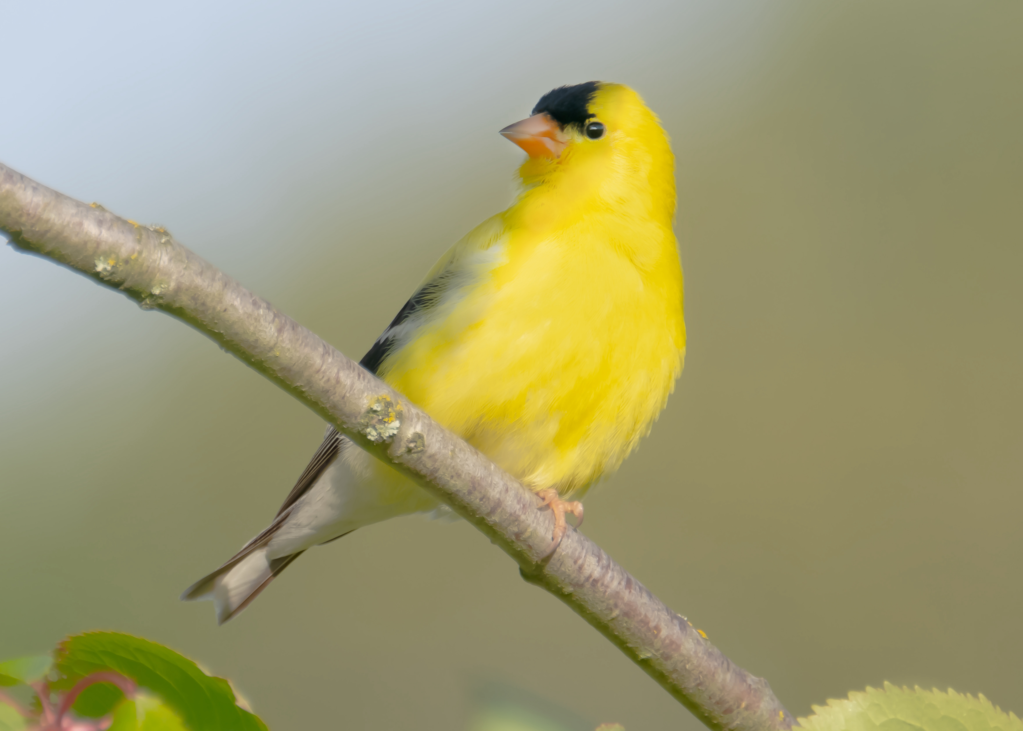 American Goldfinches