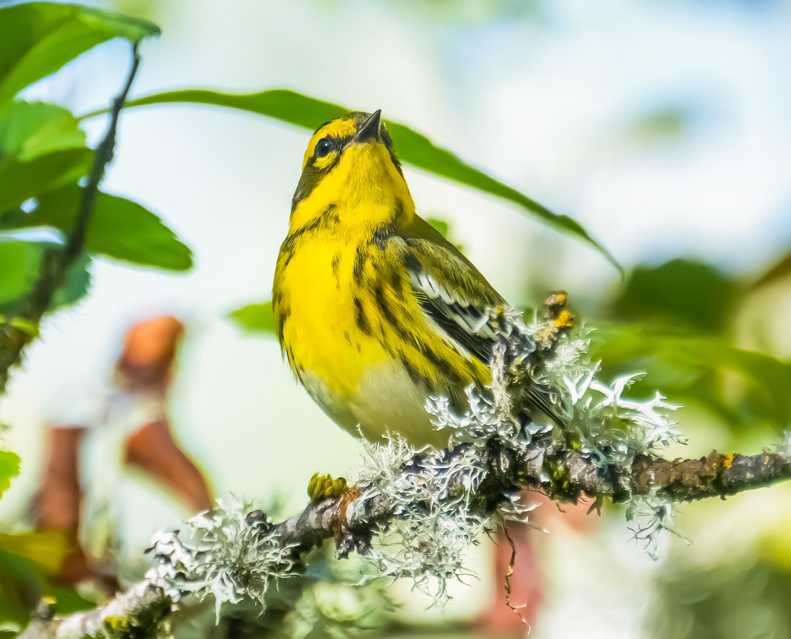 Townsend's Warblers