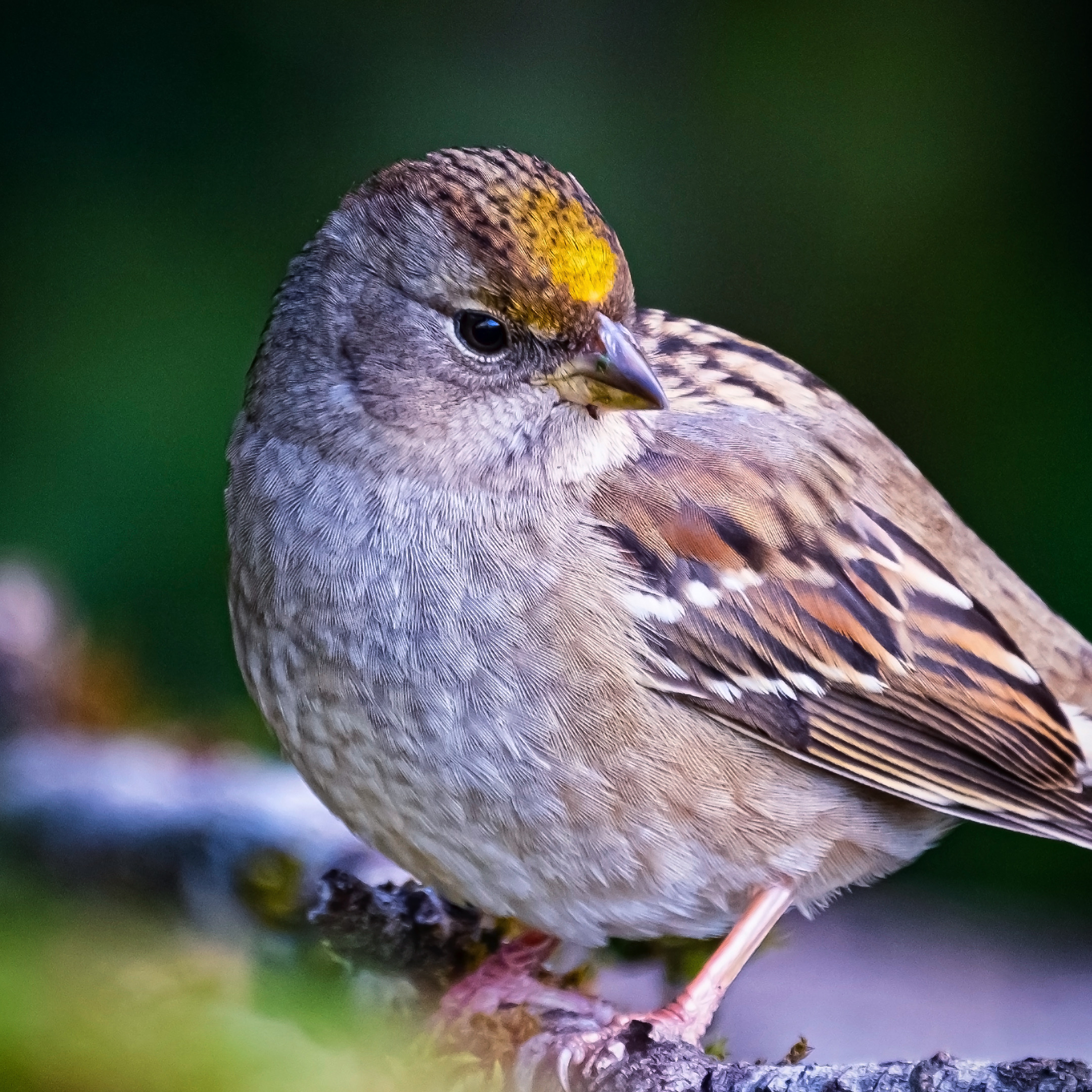 Golden-Crowned Sparrows