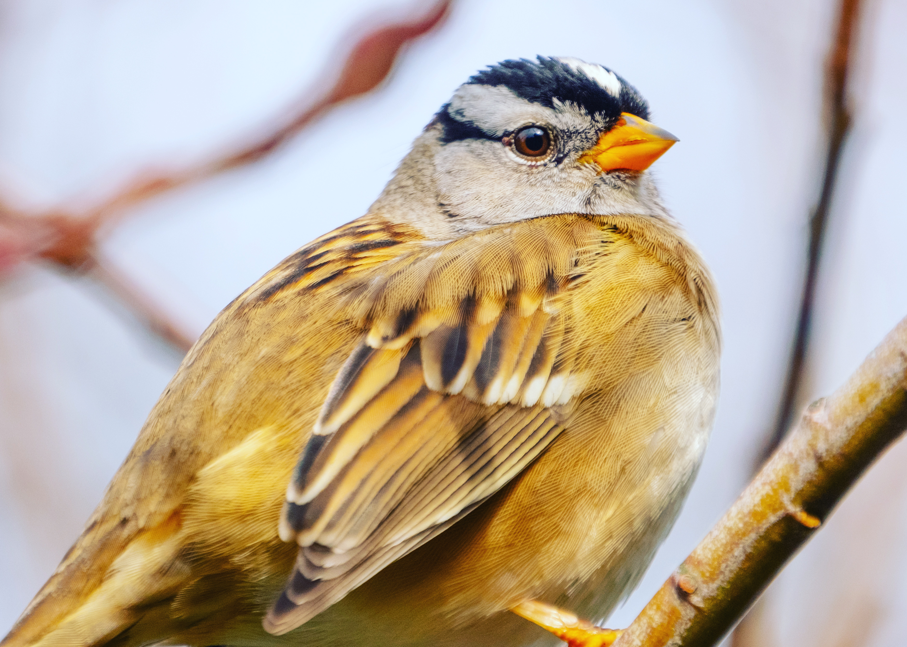 White-Crowned Sparrows