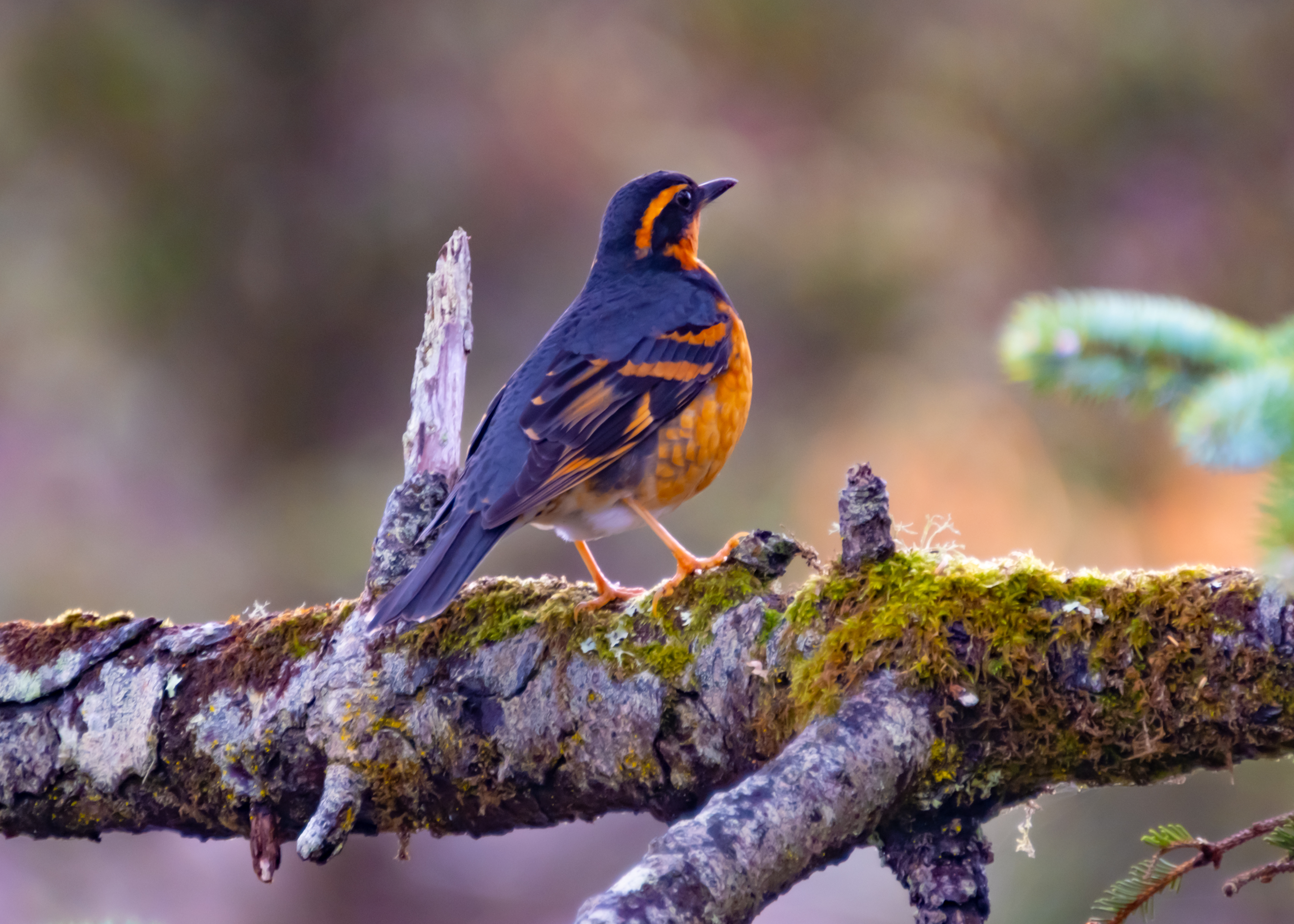 Varied Thrushes