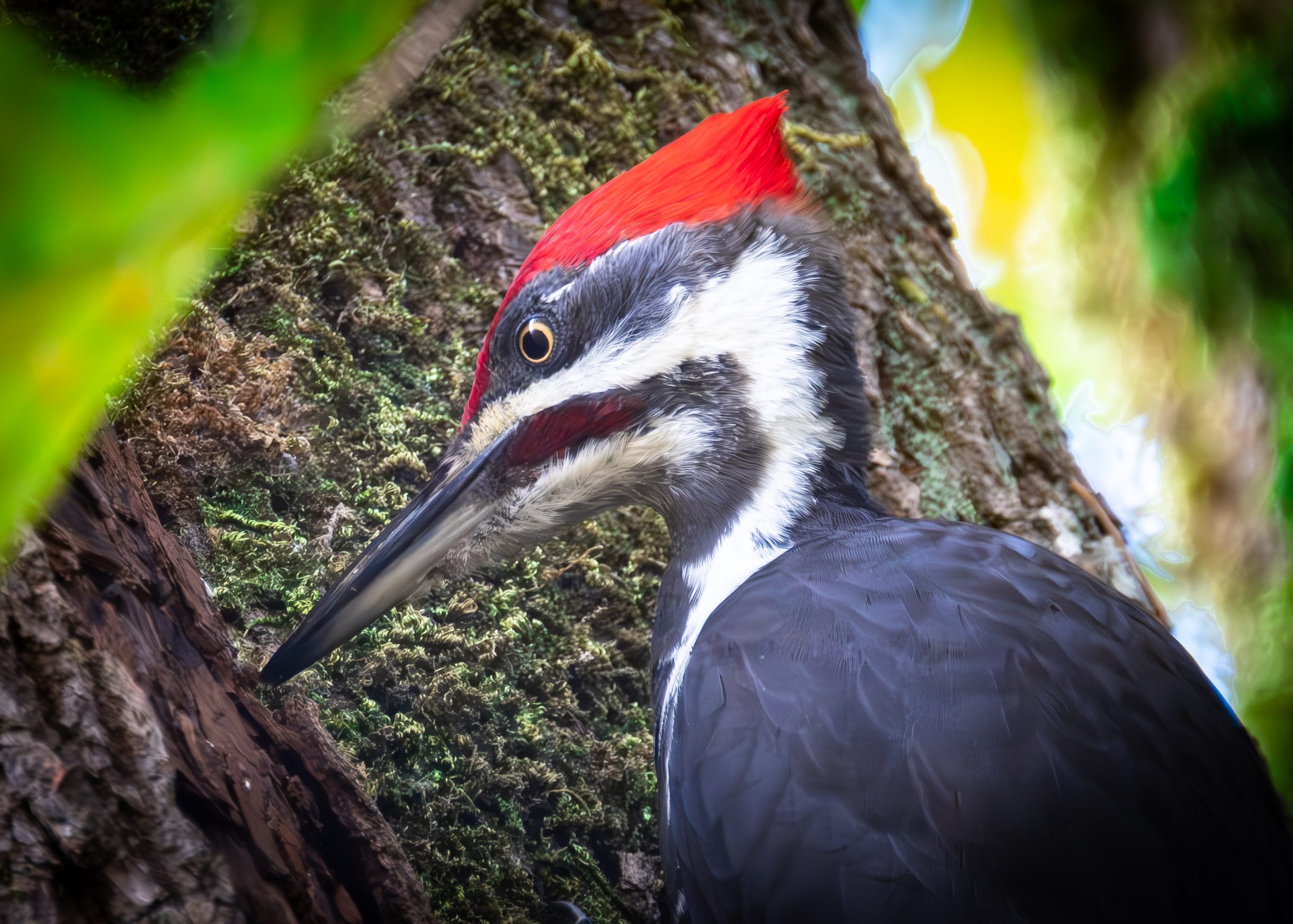 Pileated Woodpecker