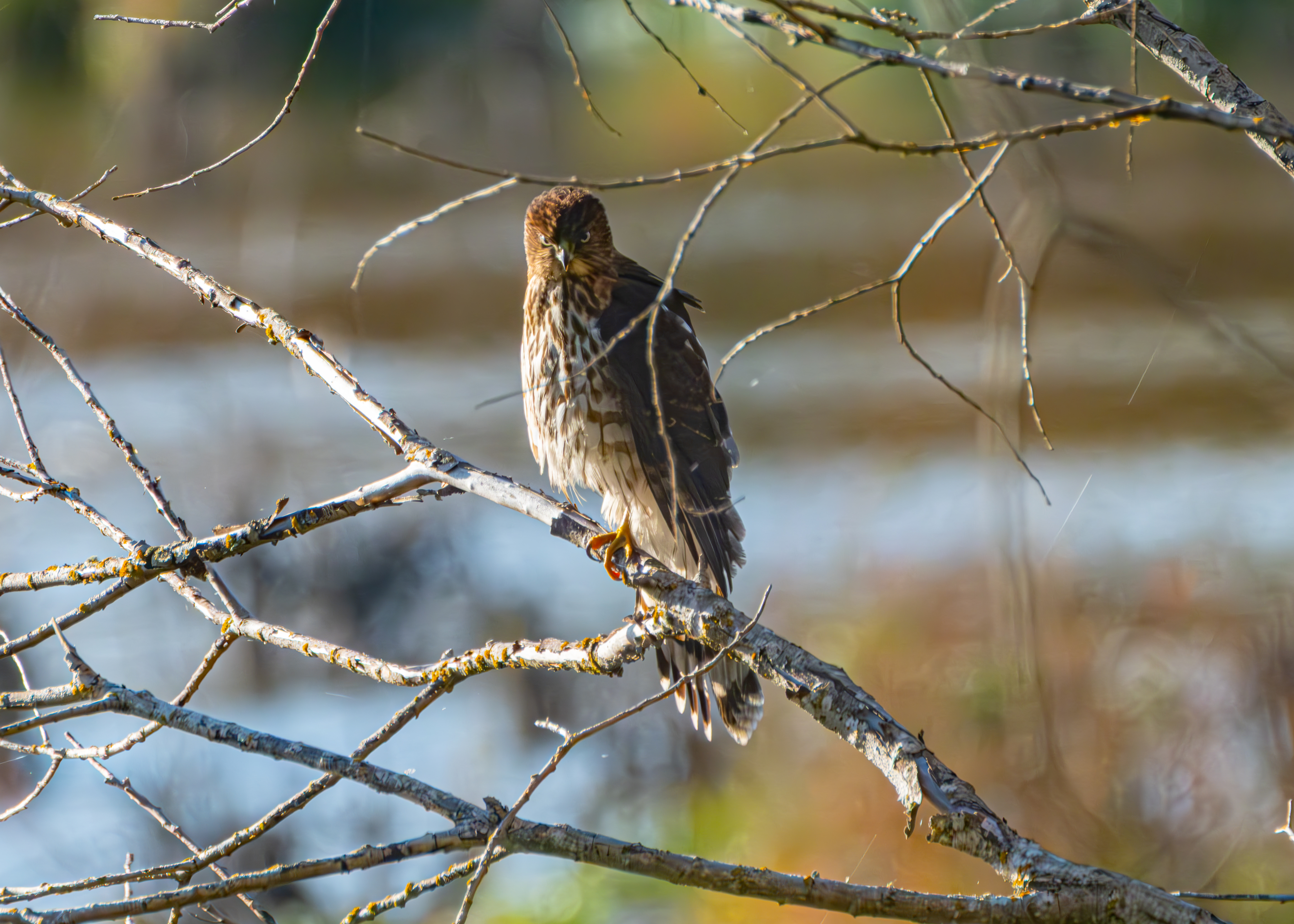 Juvenile Cooper's hawk watching from a branch over the marsh at Oaks Bottom