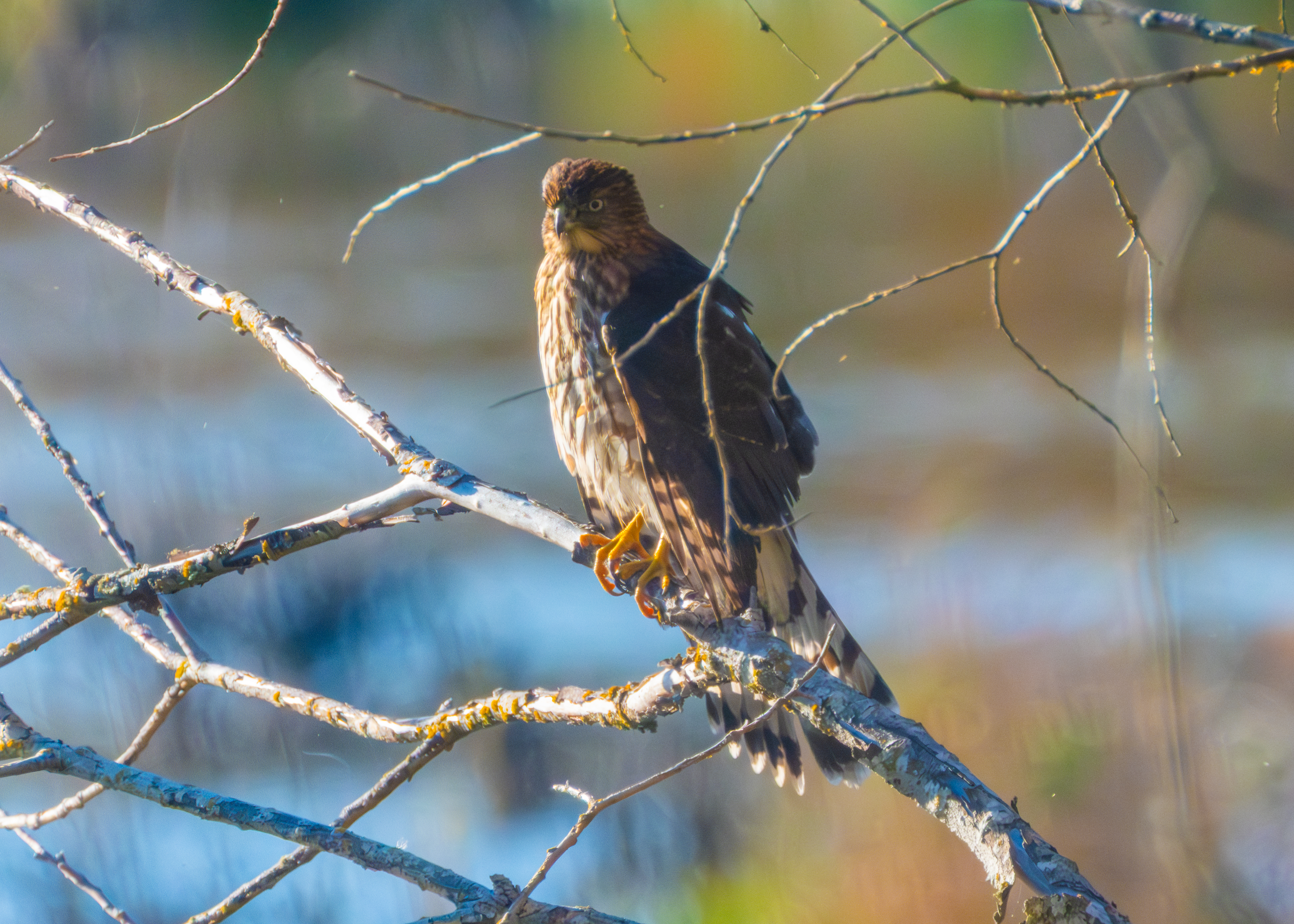 Juvenile Cooper's hawk perched on a bare branch at Oaks Bottom, long banded tail hanging well past the wingtips