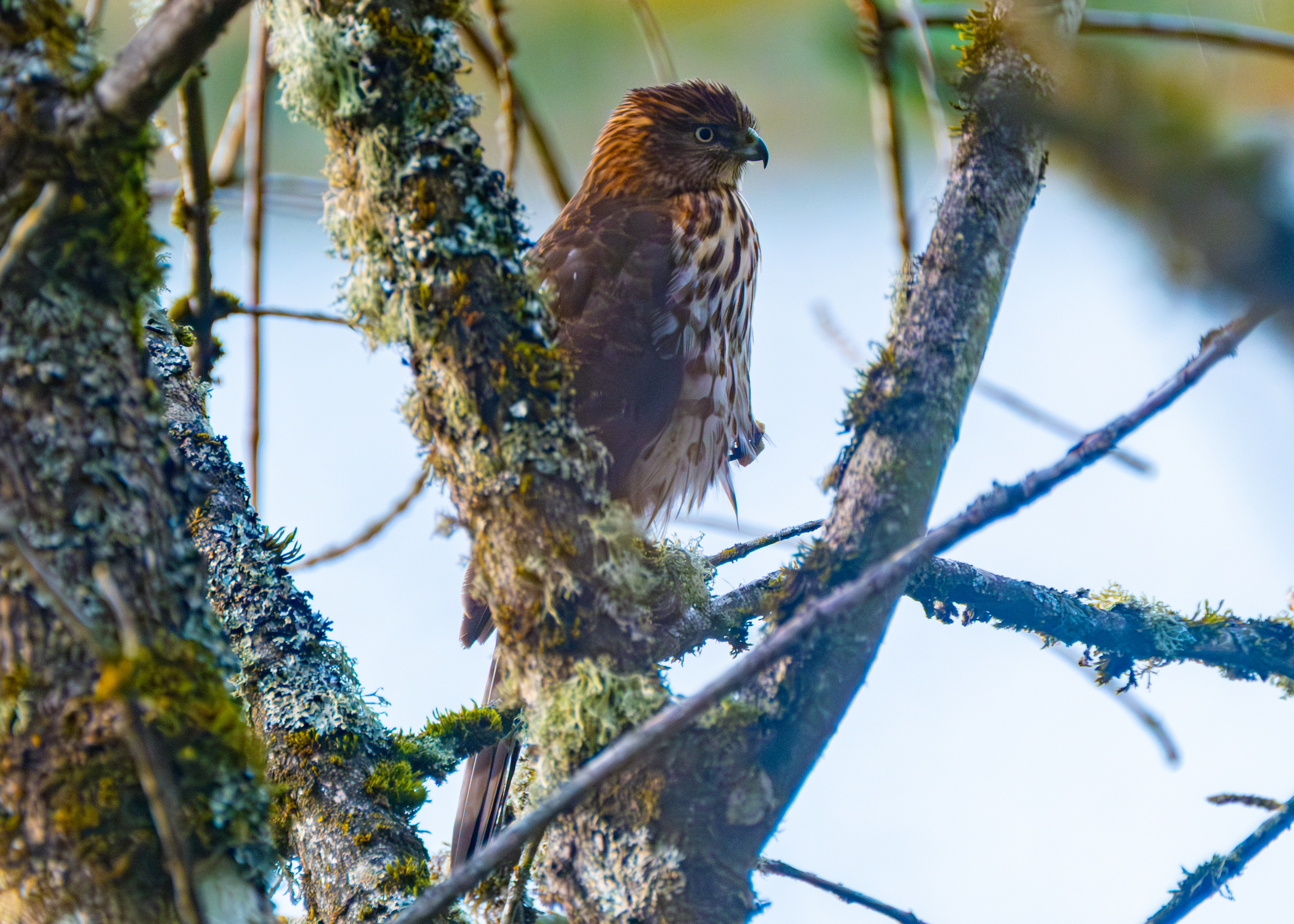 Close view of a juvenile Cooper's hawk showing a pale yellow eye, tawny streaked crown and clean cheek with no malar stripe