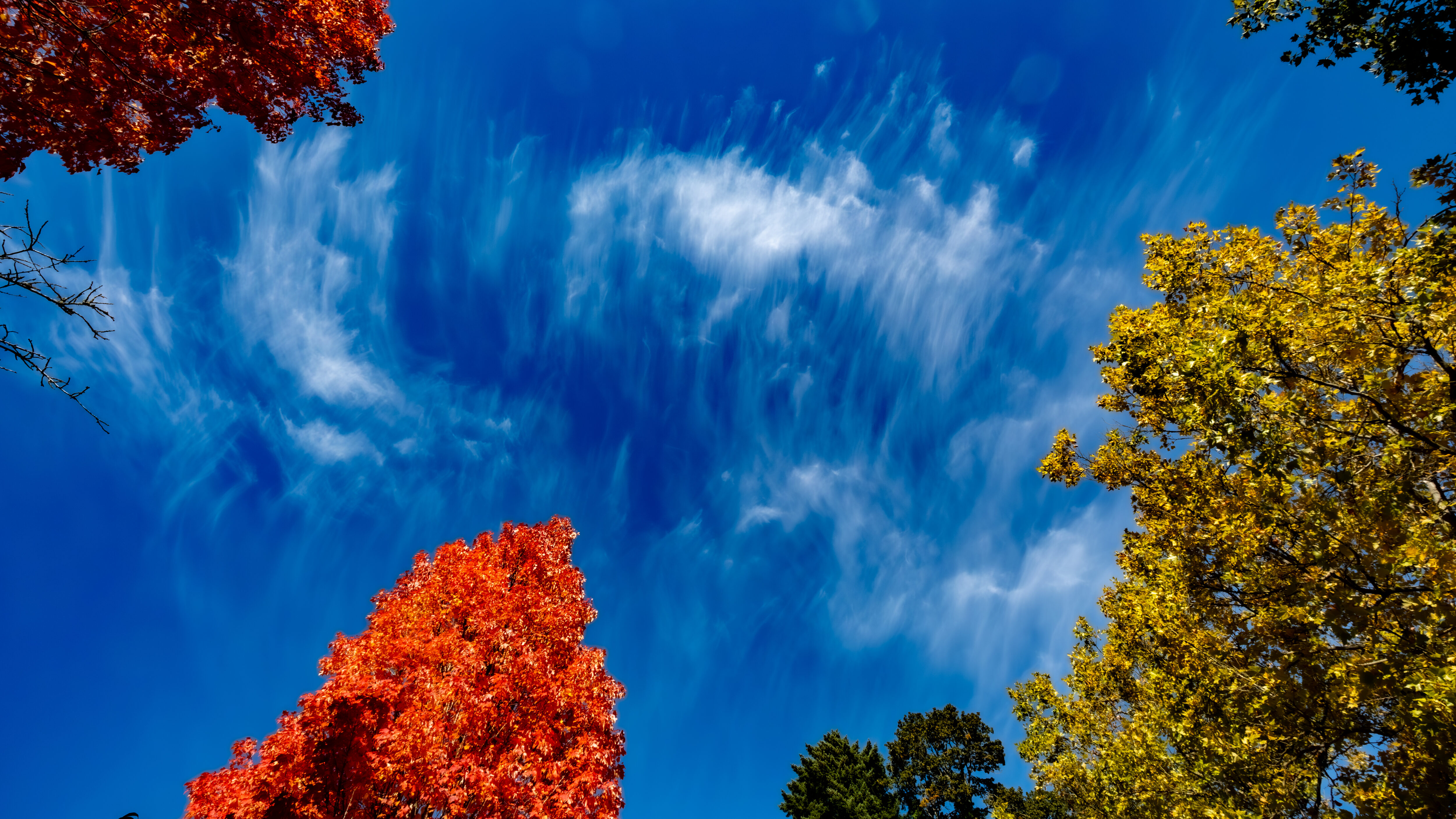 Small Space, Big Harvest: A Magical Garden That Feeds People and Pollinators