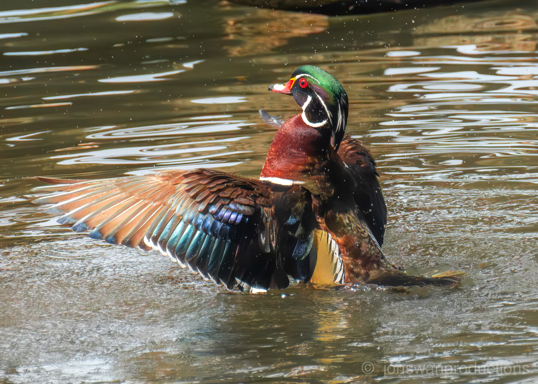 Wood Duck photograph