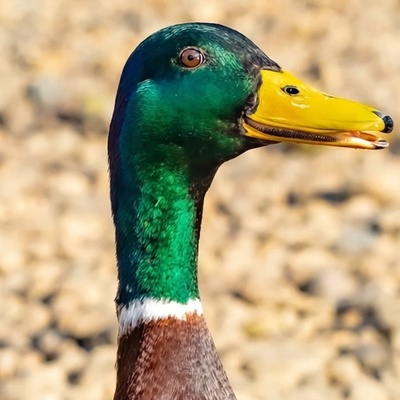 Mallard drake close-up that looks like it is smiling