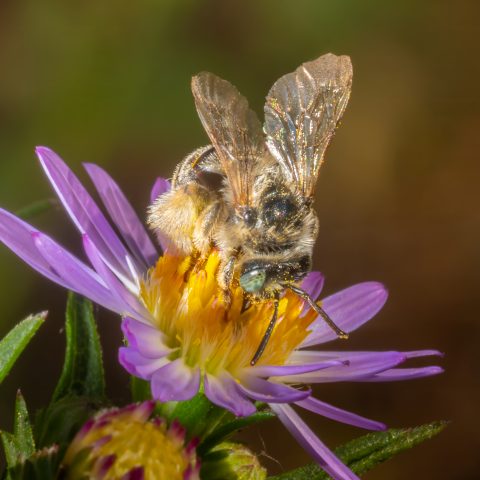 Long-horned Bee at Golden Hour