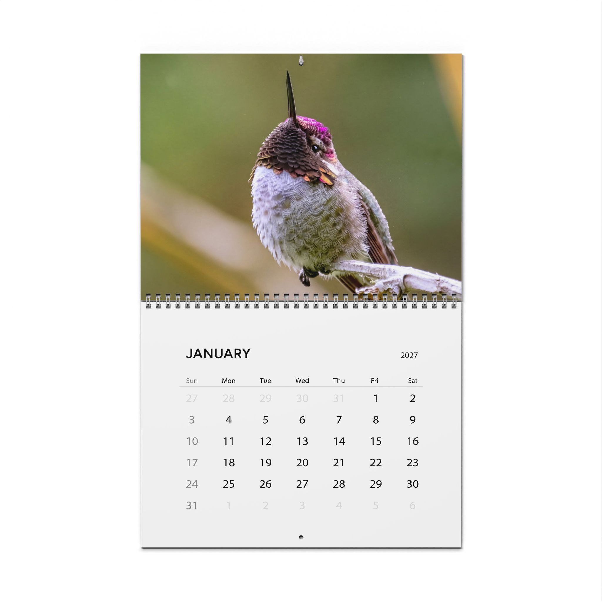 Hummingbirds of Portland, Oregon 2027 wall calendar cover, an Anna's Hummingbird facing the camera with its magenta throat lit
